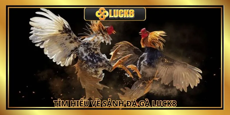 Đá gà Luck8 với màn đối đầu gay cấn và thường xuyên